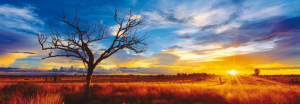 Desert Oak at Sunset, Northern Territory, Australia - Panorama Puzzel (1000)