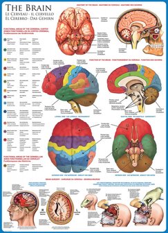 The Brain - Puzzel (1000)