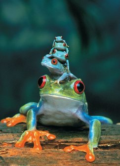 Red-Eyed Tree Frog - Puzzel (1000)