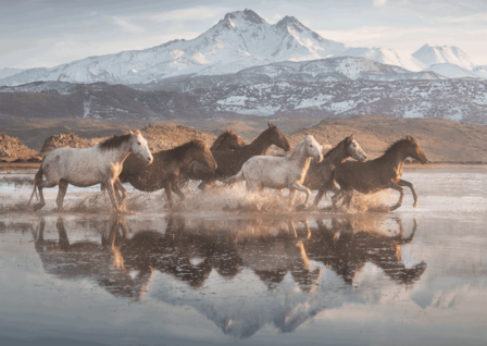 Paarden in Cappadoci&euml; - Puzzel (1000)