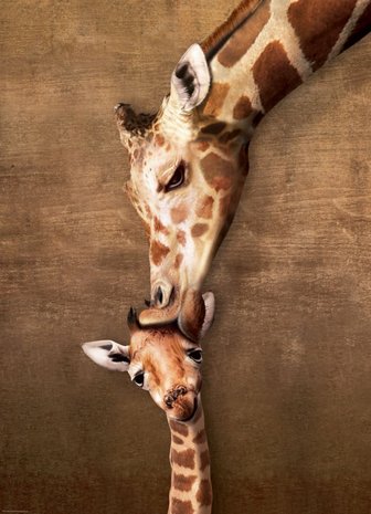 Giraffe Mother's Kiss - Puzzel (1000)